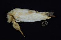 藏品(黃頭鷺)的圖片